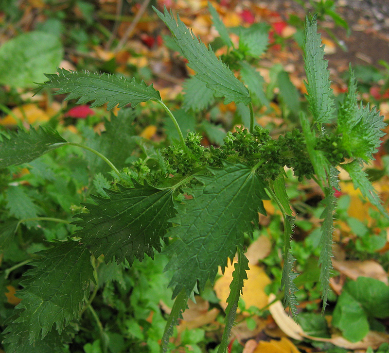 Изображение особи Urtica urens.