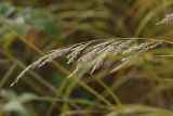 Calamagrostis canescens. Соплодие. Ленинградская обл., Всеволожский р-н, окр. пос. Куйвози, садоводство, обочина дороги. 18.10.2015.