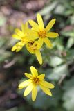 Ligularia karataviensis