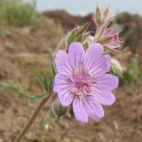 Geranium tuberosum. Соцветие с цветками, бутонами и завязавшимися плодами. Краснодарский край, Темрюкский р-н, мыс Железный Рог, приморский обрывистый глинистый склон. 01.05.2015.