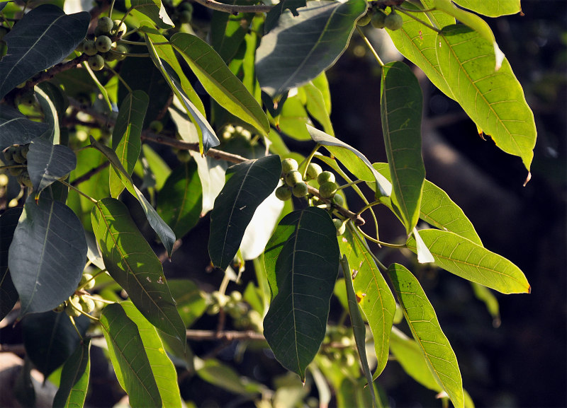 Изображение особи Ficus virens.