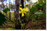 Mahonia aquifolium. Распускающееся соцветие. Ульяновское Заволжье, берег р. Волга, сосняк (дикорастущее заносное). 17.05.2016.