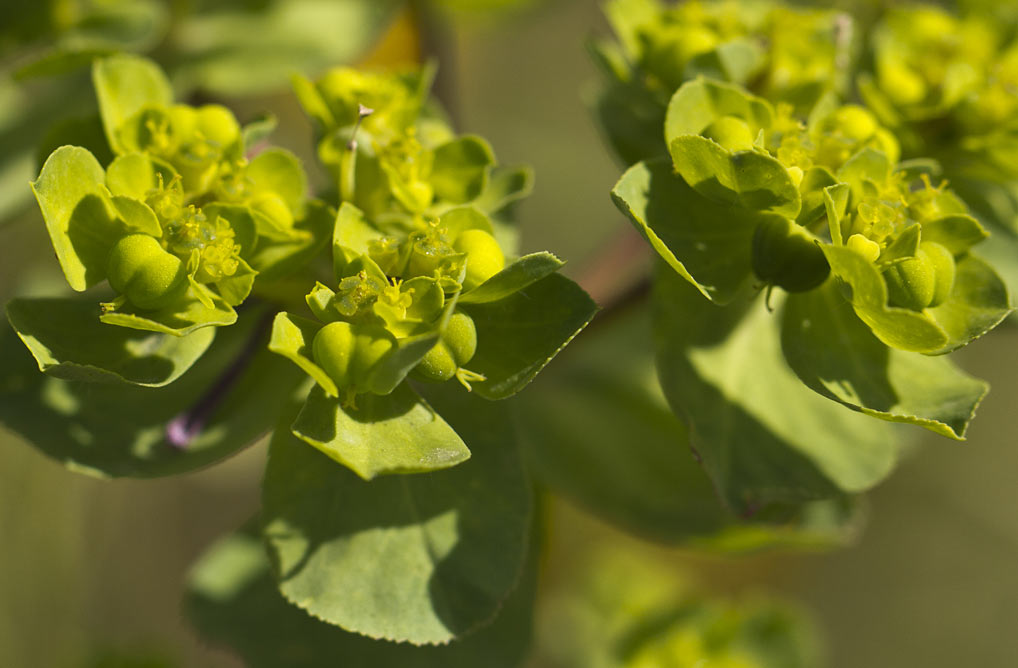 Изображение особи Euphorbia helioscopia.