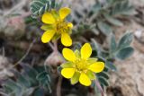 Potentilla moorcroftii