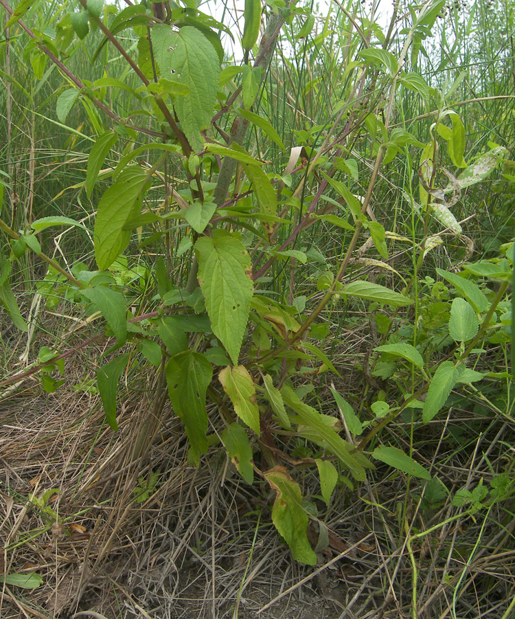 Изображение особи Scrophularia umbrosa.