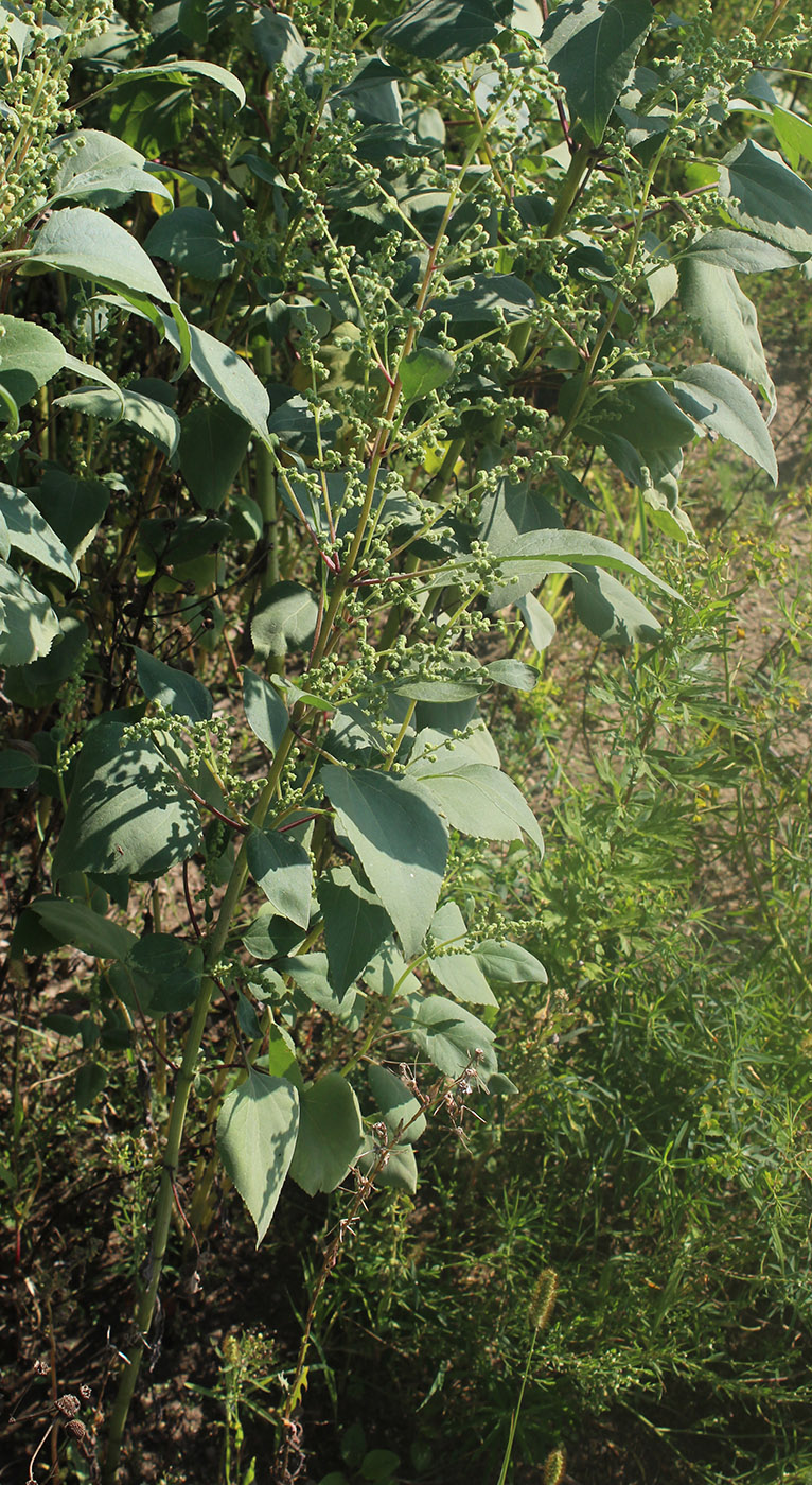 Изображение особи Cyclachaena xanthiifolia.