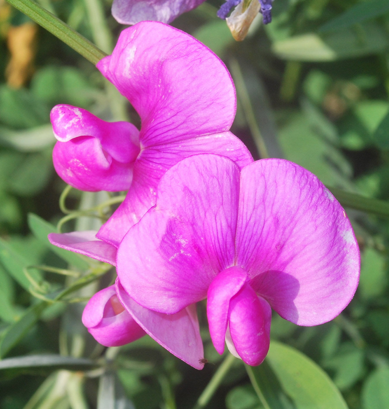 Изображение особи Lathyrus latifolius.