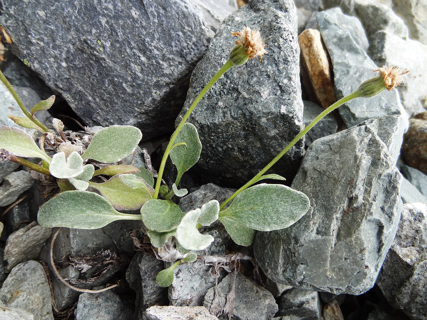 Изображение особи Tephroseris jacutica.