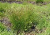 Juncus compressus