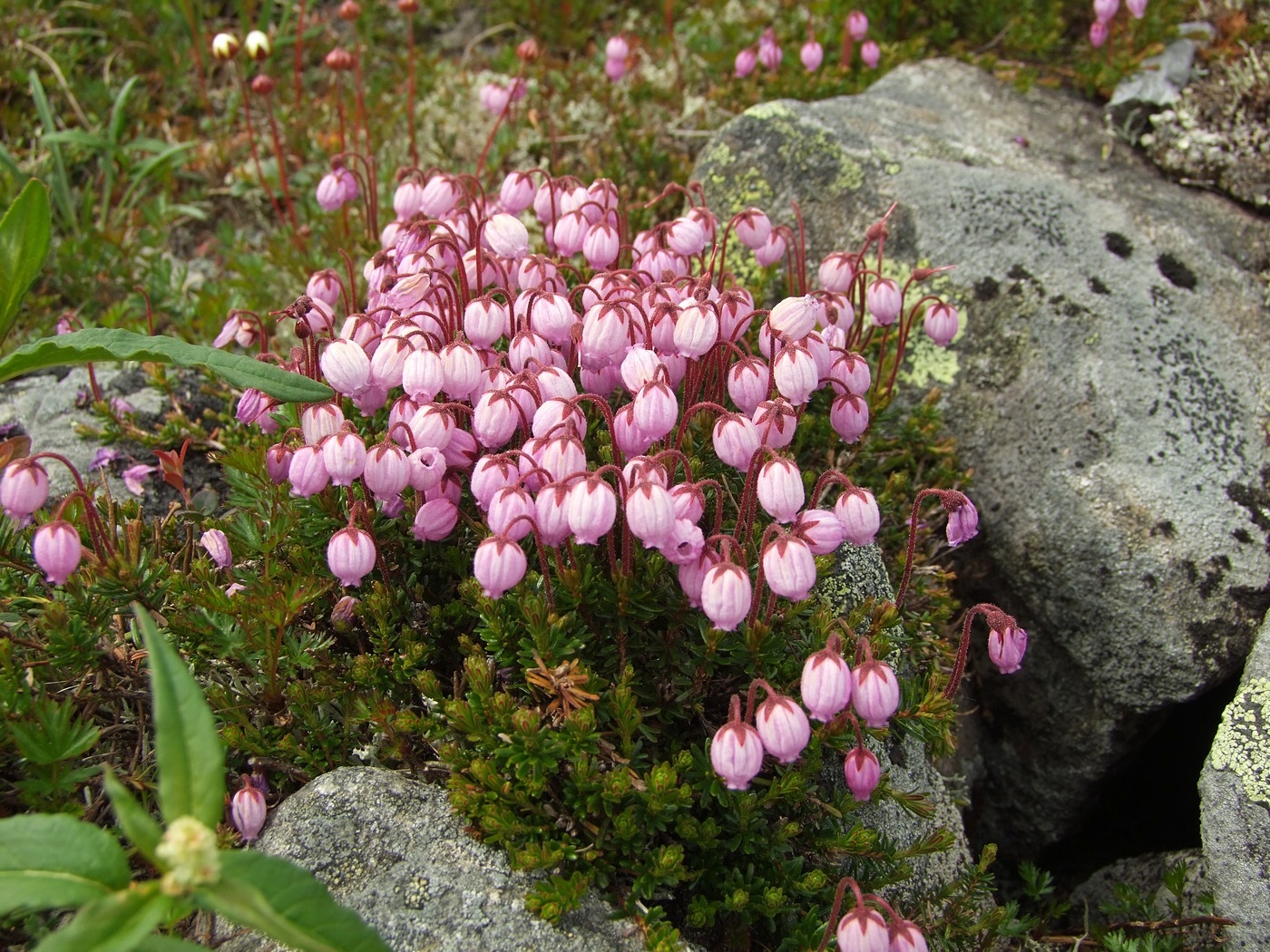 Изображение особи Phyllodoce caerulea.