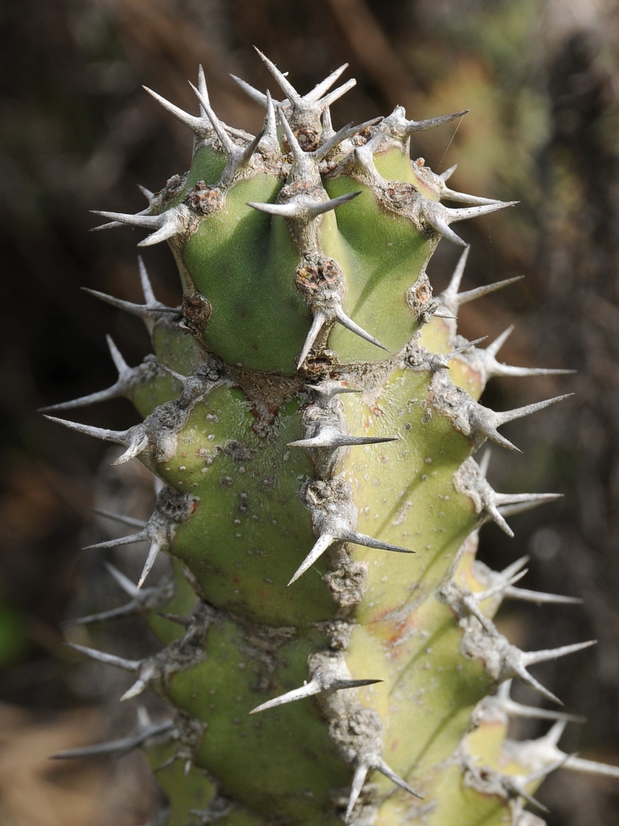 Изображение особи Euphorbia caerulescens.
