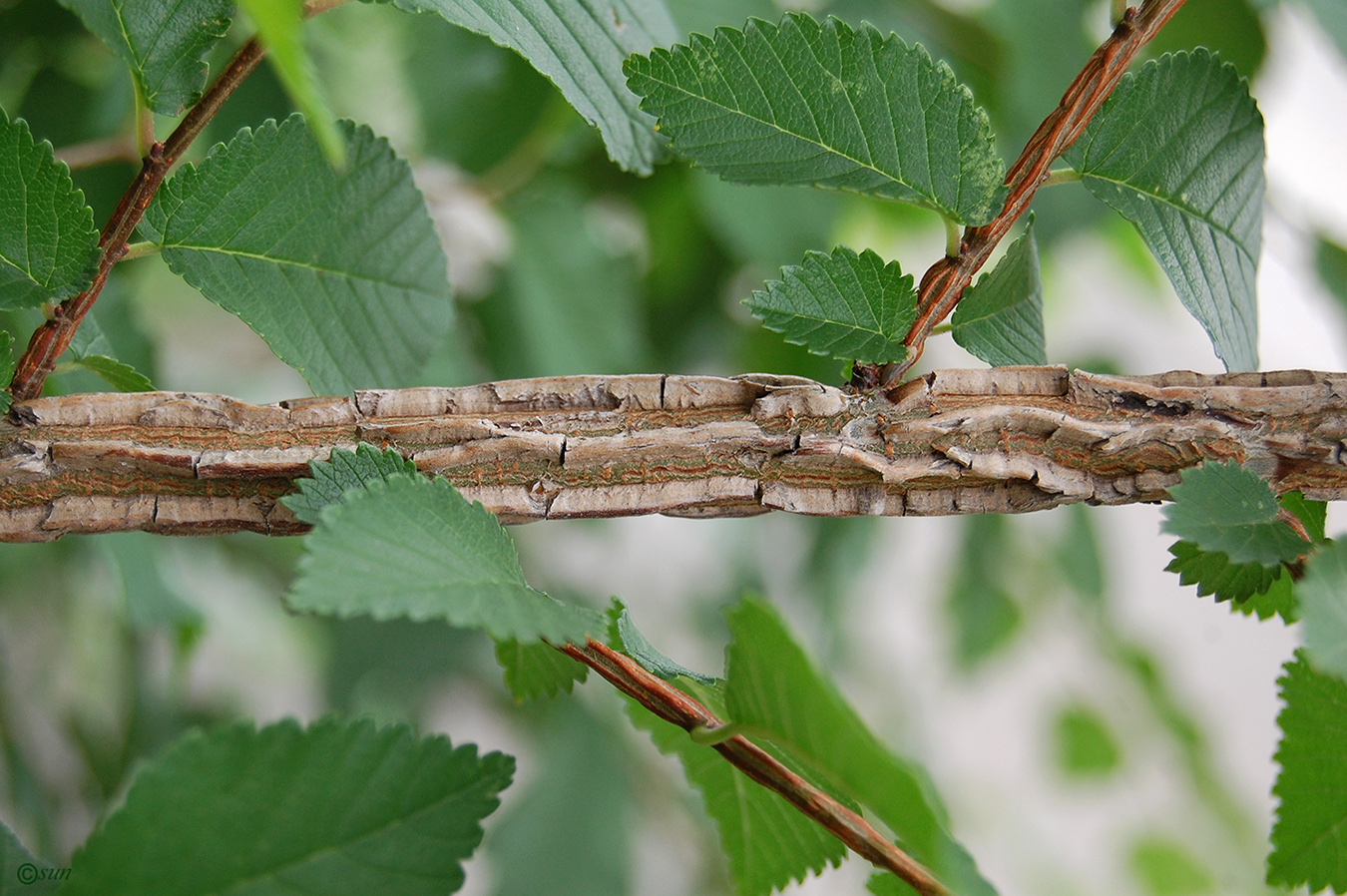 Изображение особи Ulmus minor.