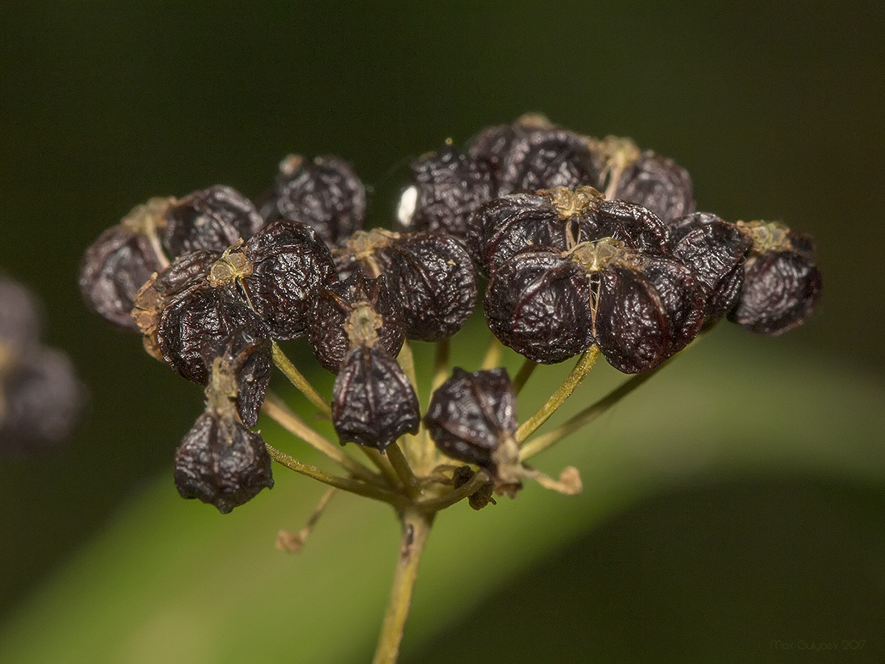 Изображение особи Smyrnium perfoliatum.