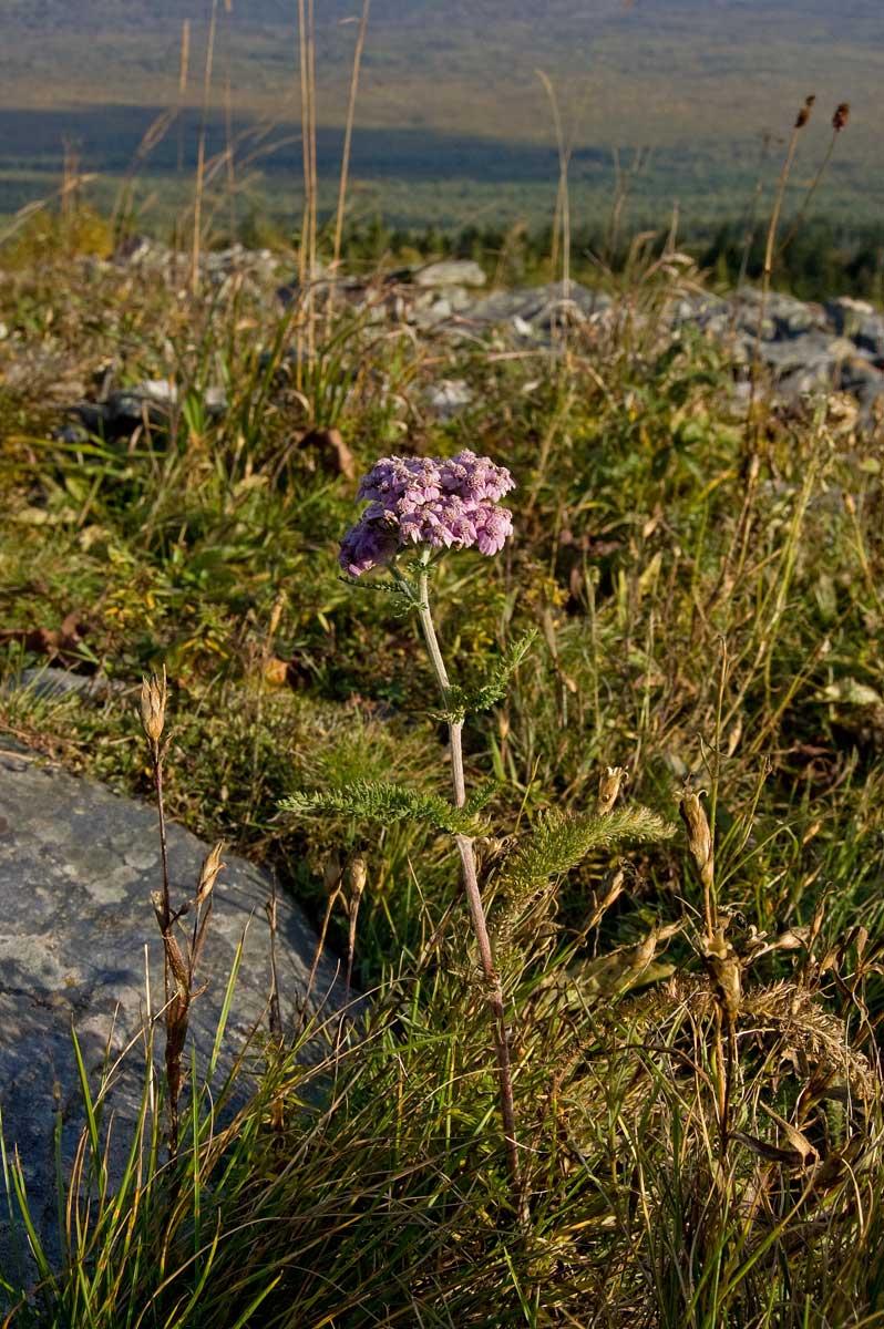 Изображение особи Achillea nigrescens.