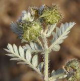 Tribulus terrestris