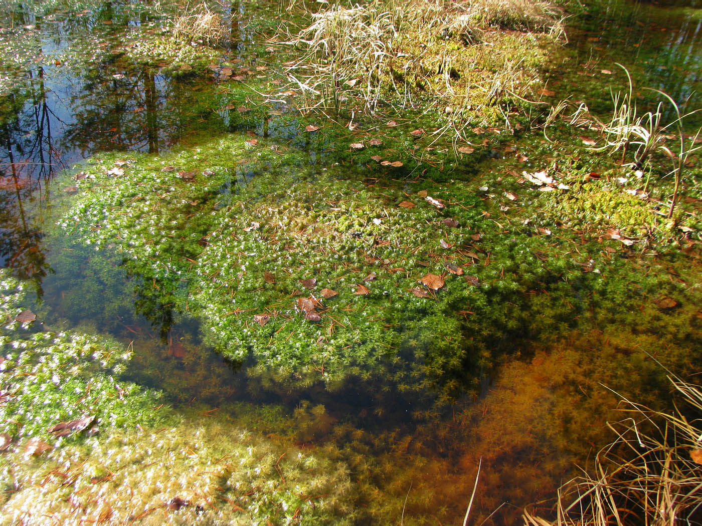 Изображение особи Sphagnum cuspidatum.