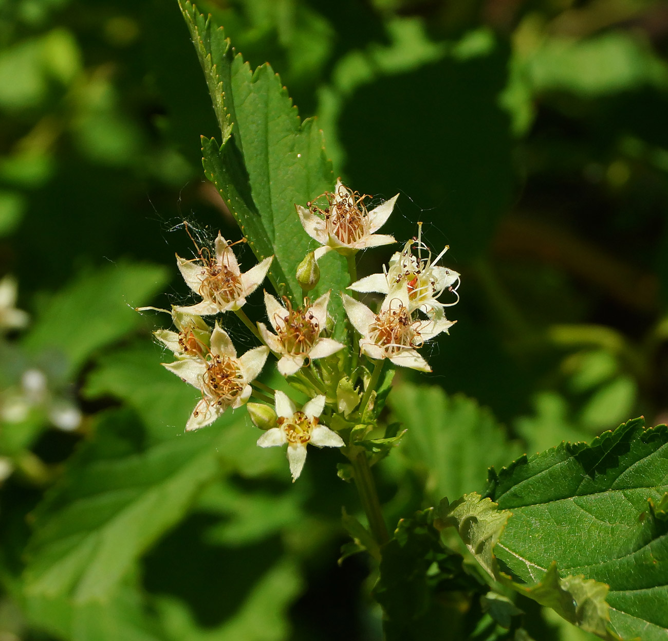 Изображение особи Physocarpus opulifolius.