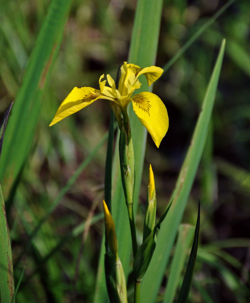 Изображение особи Iris pseudacorus.