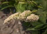 Dactylis glomerata