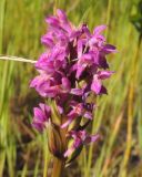 Dactylorhiza incarnata