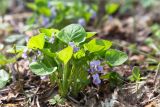 Viola mirabilis