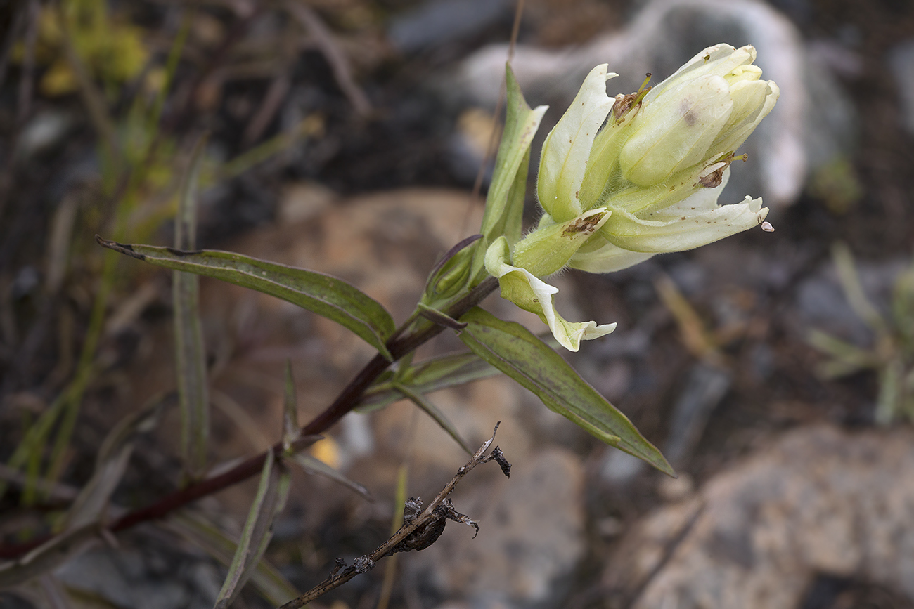 Изображение особи Castilleja pallida.