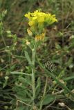 Alyssum iljinskae