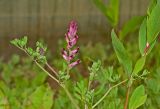 Fumaria officinalis. Верхушка цветущего растения. Пермский край, пос. Юго-Камский, частное подворье, сорное. 30 июня 2018 г.