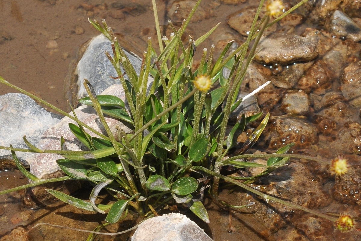 Изображение особи Ranunculus longicaulis var. pseudohirculus.