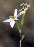 Narcissus obsoletus