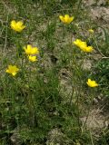 Ranunculus regelianus