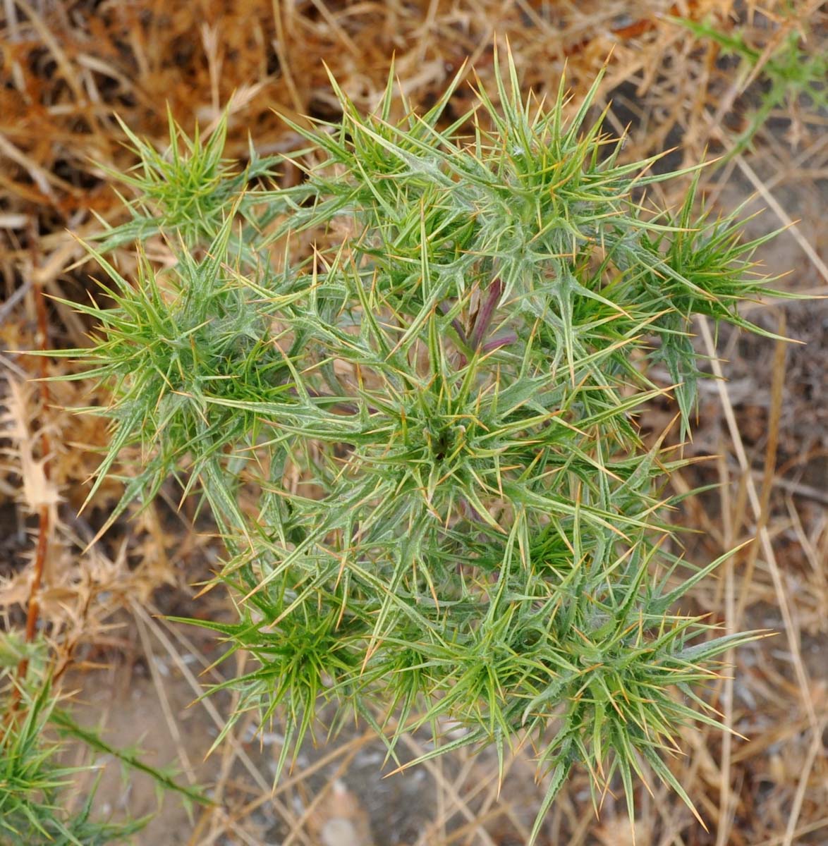 Изображение особи Carlina libanotica.