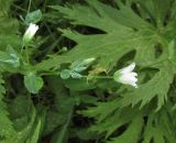 Cerastium davuricum. Верхушка побега с цветками и бутонами (среди листьев Aconitum leucostomum). Алтай, Онгудайский р-н, пер. Семинский, крупнотравный субальпийский луг среди кедрового редколесья. 11 июля 2019 г.