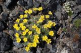 Potentilla uniflora