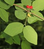 Lonicera praeflorens. Часть ветви с соплодием (вид на абаксиальную поверхность листьев). Приморский край, окр. г. Владивосток, п-ов Муравьёва-Амурского, в широколиственном лесу. 03.06.2020.