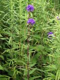 Campanula cephalotes. Цветущие растения среди зарослей полыни. Приморский край, Ольгинский р-н, окр. с. Милоградово. 11.08.2009.