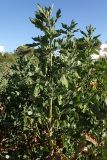 Chenopodium opulifolium