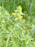 Rhinanthus serotinus