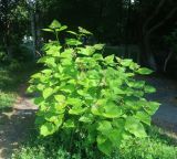 Catalpa bignonioides. Пнёвая поросль. Тверская обл., г. Тверь, Пролетарский р-н, Китайский парк, в озеленении. 3 июля 2022 г.