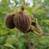 Clematis fusca