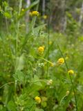 Medicago lupulina