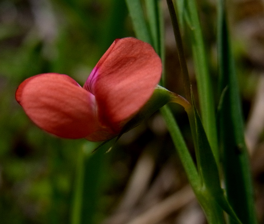 Изображение особи Lathyrus cicera.