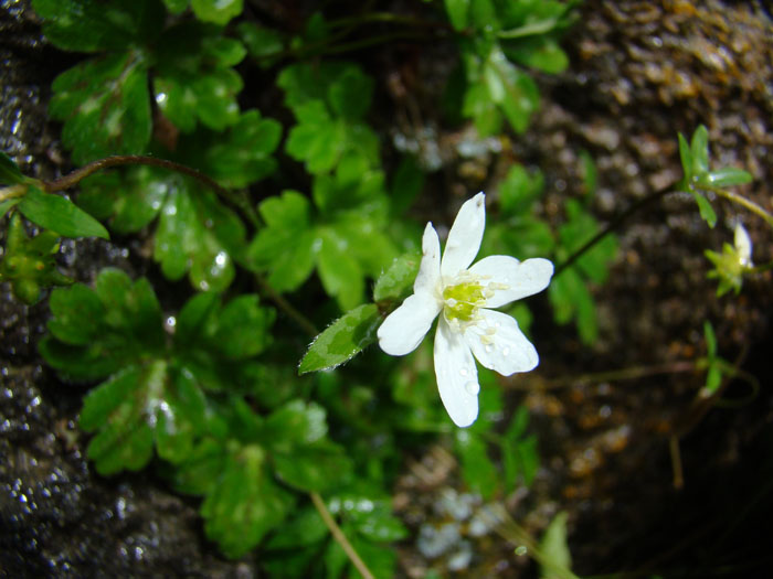 Изображение особи Hepatica falconeri.