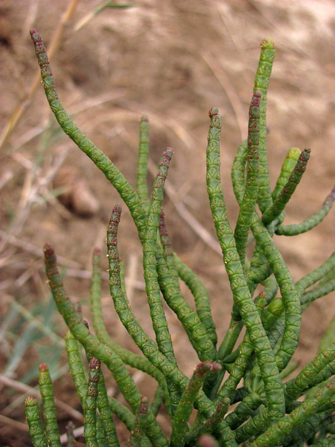 Изображение особи Salicornia borysthenica.