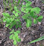 Salix aurita. Молодой куст. Вологодская обл., Череповецкий р-н, Дарвинский заповедник, окр. д. Борок, Рыбинское водохранилище, о-в Силан, у воды. 22.07.2011.