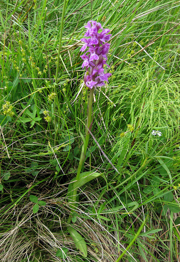 Изображение особи Dactylorhiza majalis.