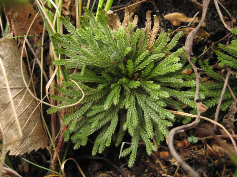 Image of Selaginella tamariscina specimen.