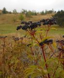 Sambucus ebulus. Верхушка побега с зрелым соплодием. Крым, Ай-Петринская яйла. 23 сентября 2012 г.