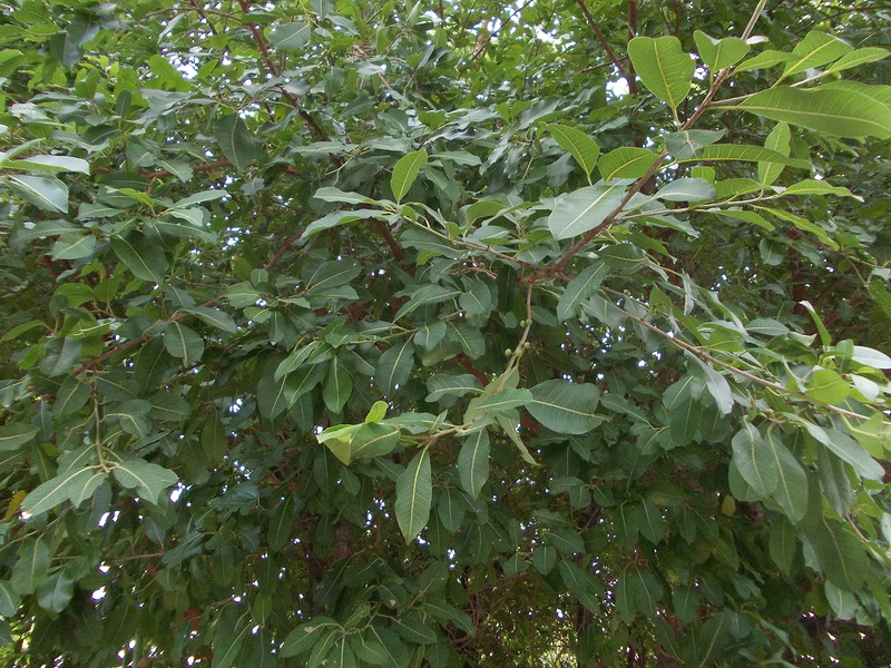 Image of Ficus virens specimen.