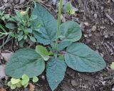 Verbascum xanthophoeniceum